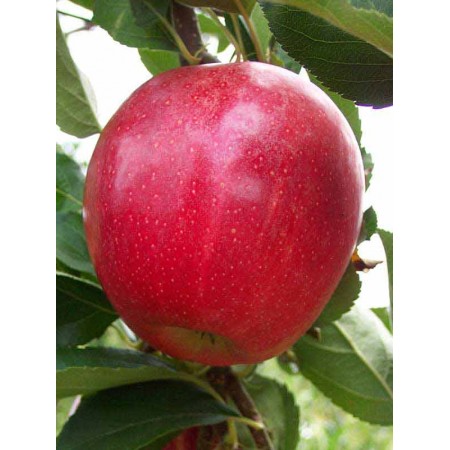Яблоня «Гала Маст»